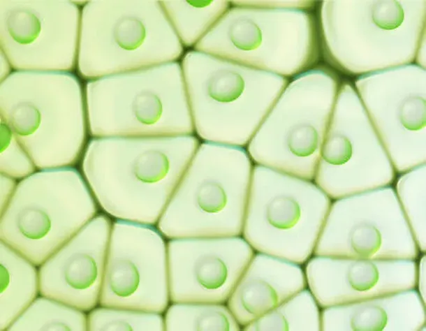 Algae Extracts