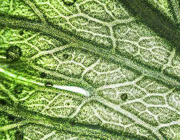 Purifying Botanical Extracts