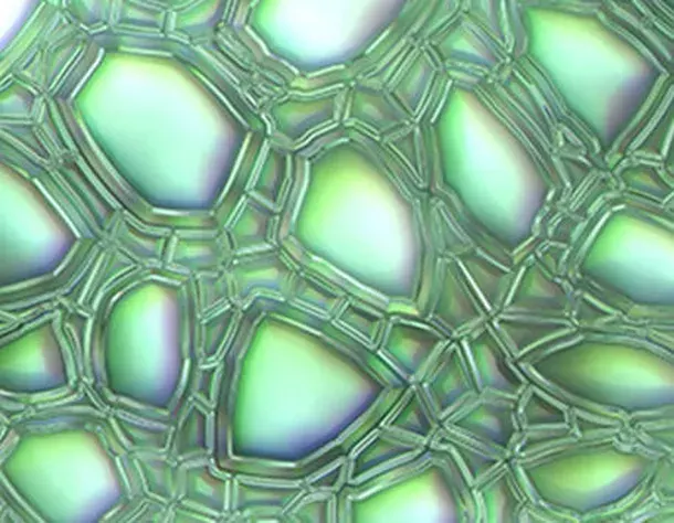 Aloe Leaf Extract