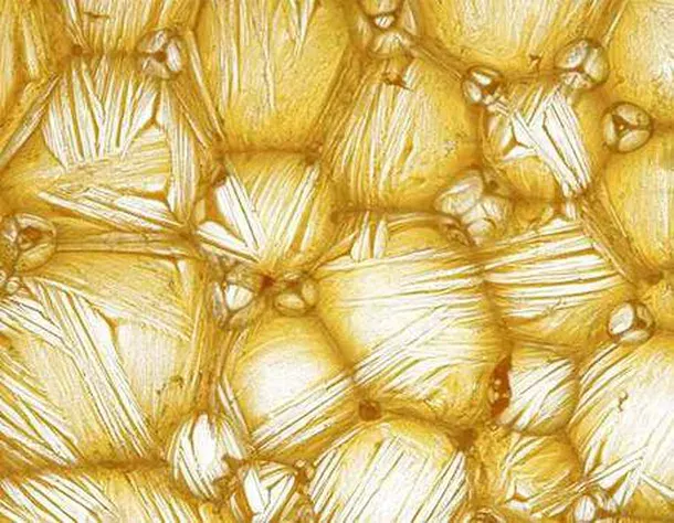 Beta Glucan